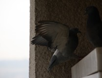 IMG_1583