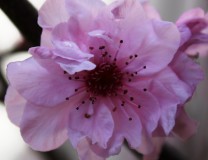 Ornamental_cherry_plum_flower